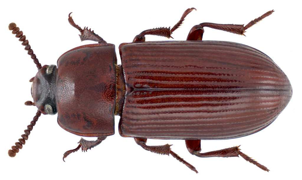 Uloma rufa