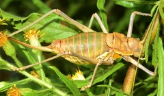 Steropleurus andalusius