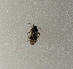 Heteroptera