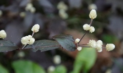 Alternanthera