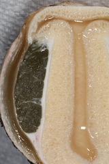 Itajahya galericulata