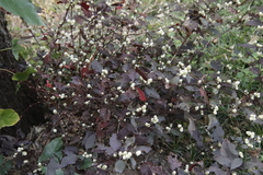 Alternanthera