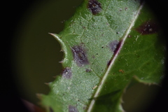 Alternaria sonchi