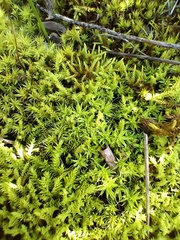 Pseudocrossidium crinitum