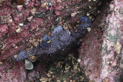 Evasterias troschelii