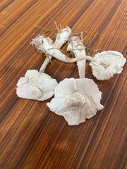 Leucocoprinus
