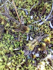 Pseudocrossidium crinitum