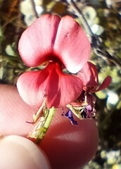 Indigofera heterophylla