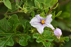 Solanum linnaeanum