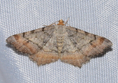 Macaria adonis