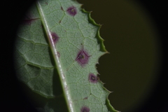 Alternaria sonchi