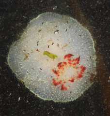 Acanthodoris nanaimoensis