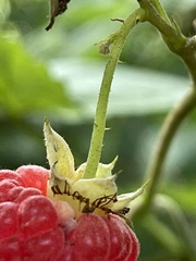 Rubus idaeus idaeus