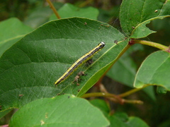 Epipaschia superatalis