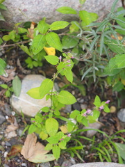 Galeopsis pubescens
