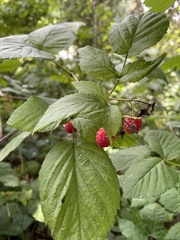 Rubus idaeus idaeus