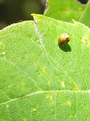 Eriophyes tiliae