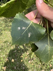 Stigmella populetorum