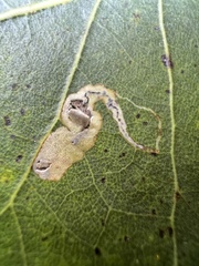 Stigmella populetorum