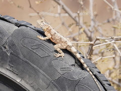 Agama anchietae