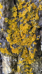 Xanthomendoza