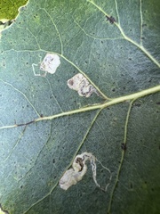Stigmella populetorum
