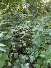 Rubus idaeus idaeus