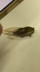 Neotibicen pruinosus