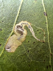 Stigmella populetorum