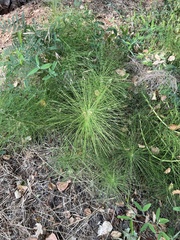 Equisetum telmateia