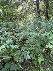 Rubus idaeus idaeus