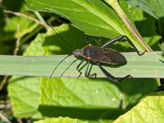 Phthiacnemia picta