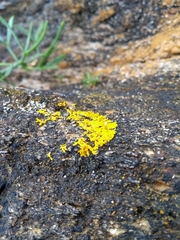 Xanthoria aureola