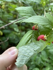 Rubus idaeus idaeus