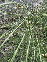Equisetum telmateia