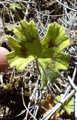 Pelargonium alchemilloides