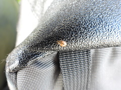 Aphidecta obliterata