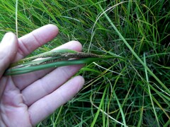 Carex aquatilis