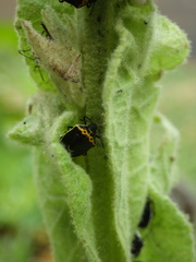 Cosmopepla conspicillaris