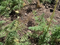 Aspidoscelis neomexicanus