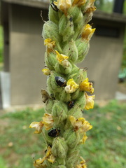 Cosmopepla conspicillaris