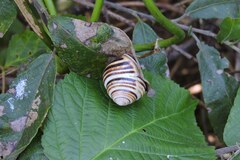 Caucasotachea vindobonensis