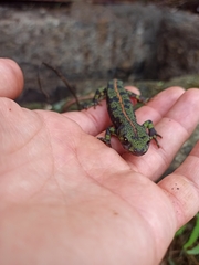 Triturus marmoratus