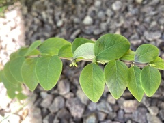 Symphoricarpos