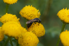 Hylaeus
