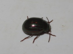 Chrysolina americana