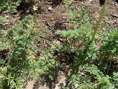 Aspidoscelis neomexicanus