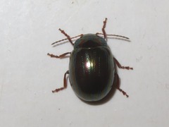 Chrysolina americana