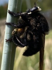 Mallophora leschenaulti