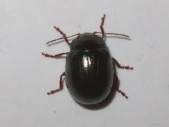 Chrysolina americana
